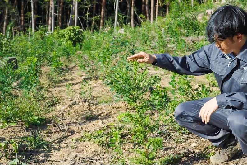斜面で苗木の成長を確認する作業員