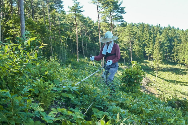 夏場の下刈り作業を行う作業員