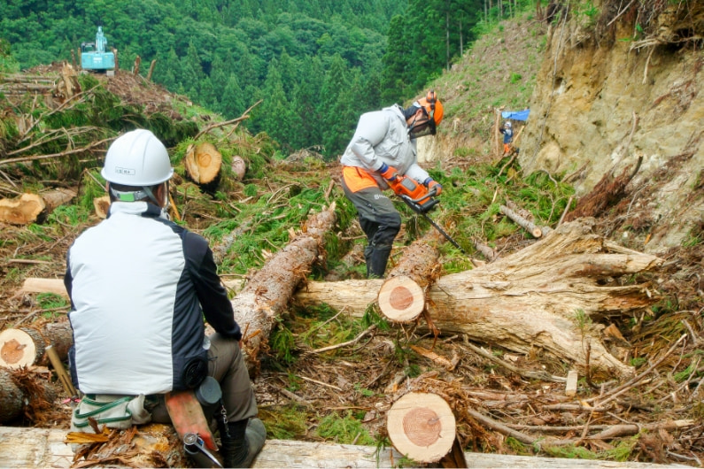 チェーンソーによる伐倒作業